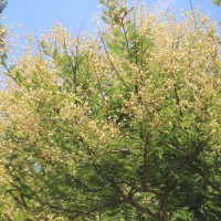 Vachellia leucophloea (Roxb.) Maslin, Seigler & Ebinger